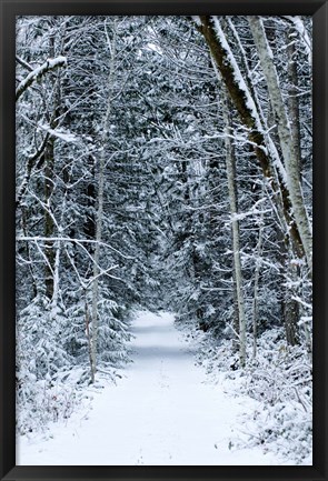 Framed Snow Covered Road Through a Forest, Washington State Print