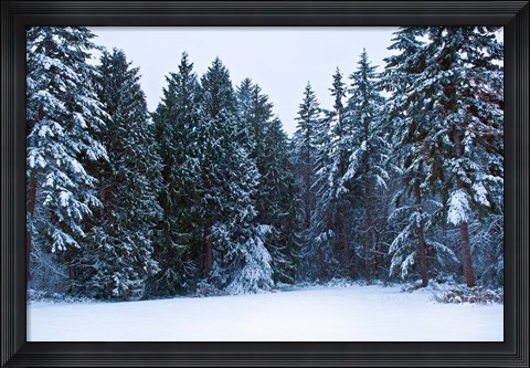 Framed Trees along a snow covered road in a forest, Washington State, USA Print