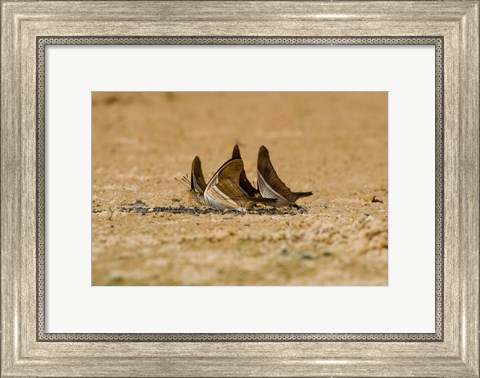 Framed Swallowtail butterflies in a field, Three Brothers River, Meeting of the Waters State Park, Pantanal Wetlands, Brazil Print