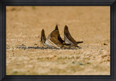 Framed Swallowtail butterflies in a field, Three Brothers River, Meeting of the Waters State Park, Pantanal Wetlands, Brazil Print