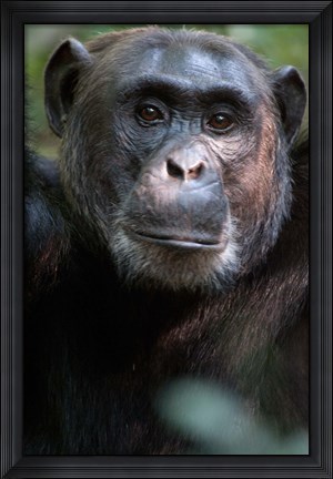 Framed Close-up of a Chimpanzee (Pan troglodytes), Kibale National Park, Uganda Print