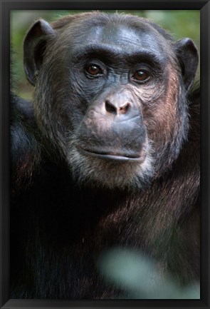 Framed Close-up of a Chimpanzee (Pan troglodytes), Kibale National Park, Uganda Print