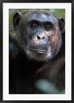 Framed Close-up of a Chimpanzee (Pan troglodytes), Kibale National Park, Uganda Print