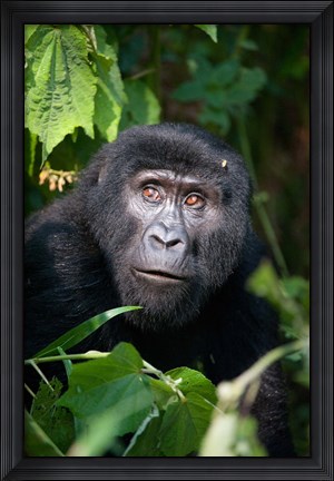 Framed Close-up of a Mountain Gorilla (Gorilla beringei beringei), Bwindi Impenetrable National Park, Uganda Print