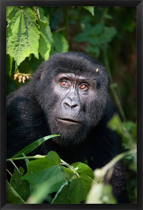 Framed Close-up of a Mountain Gorilla (Gorilla beringei beringei), Bwindi Impenetrable National Park, Uganda Print