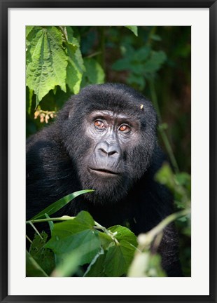 Framed Close-up of a Mountain Gorilla (Gorilla beringei beringei), Bwindi Impenetrable National Park, Uganda Print