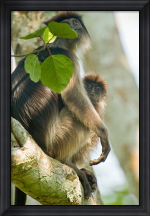 Framed Red Colobus monkey with its young one on a tree, Kibale National Park, Uganda Print