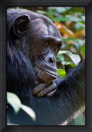 Framed Chimpanzee, Kibale National Park, Uganda Print