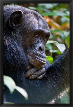 Framed Chimpanzee, Kibale National Park, Uganda Print