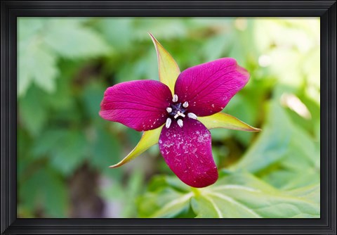 Framed Close-up of a trillium flower Print