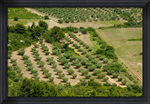 Framed Olive trees in field, Les Baux-de-Provence, Bouches-Du-Rhone, Provence-Alpes-Cote d&#39;Azur, France Print