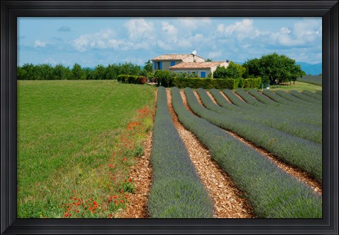 Framed Lavender field, Plateau de Valensole, Alpes-de-Haute-Provence, Provence-Alpes-Cote d&#39;Azur, France Print