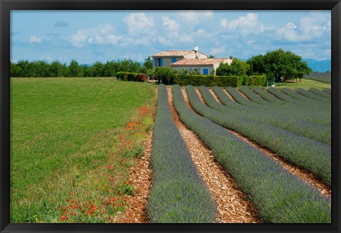 Framed Lavender field, Plateau de Valensole, Alpes-de-Haute-Provence, Provence-Alpes-Cote d&#39;Azur, France Print