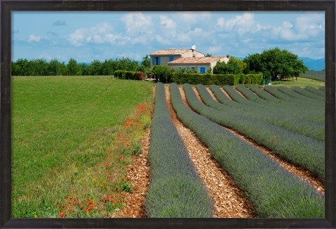 Framed Lavender field, Plateau de Valensole, Alpes-de-Haute-Provence, Provence-Alpes-Cote d&#39;Azur, France Print