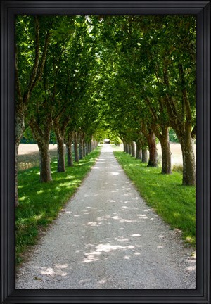 Framed Treelined along a road, Vaugines, Vaucluse, Provence-Alpes-Cote d&#39;Azur, France Print