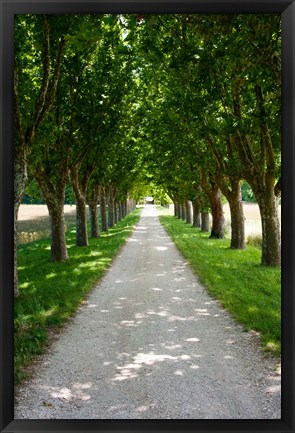Framed Treelined along a road, Vaugines, Vaucluse, Provence-Alpes-Cote d&#39;Azur, France Print