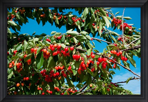 Framed Cherries to be Harvested, Cucuron, Vaucluse, Provence-Alpes-Cote d&#39;Azur, France (horizontal) Print
