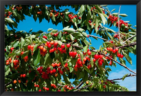 Framed Cherries to be Harvested, Cucuron, Vaucluse, Provence-Alpes-Cote d&#39;Azur, France (horizontal) Print