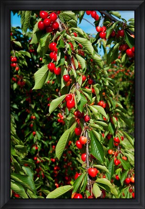 Framed Cherries to be Harvested, Cucuron, Vaucluse, Provence-Alpes-Cote d&#39;Azur, France (vertical) Print