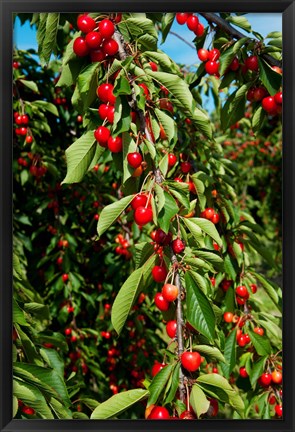 Framed Cherries to be Harvested, Cucuron, Vaucluse, Provence-Alpes-Cote d&#39;Azur, France (vertical) Print