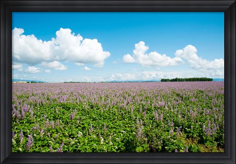 Framed Field with flowers near D8, Brunet, Plateau de Valensole, Alpes-de-Haute-Provence, Provence-Alpes-Cote d&#39;Azur, France Print
