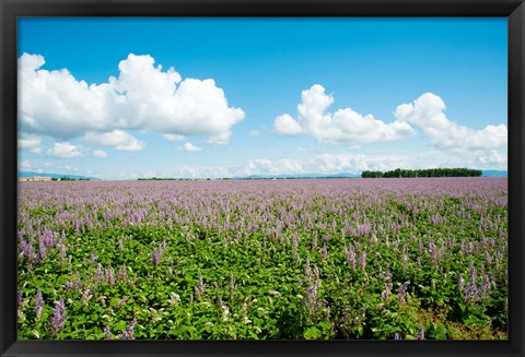 Framed Field with flowers near D8, Brunet, Plateau de Valensole, Alpes-de-Haute-Provence, Provence-Alpes-Cote d&#39;Azur, France Print