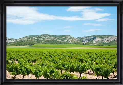 Framed Vineyards with hills in the background, Alpilles, Route d&#39;Orgon, Eyguieres, Bouches-Du-Rhone, Provence-Alpes-Cote d&#39;Azur, France Print