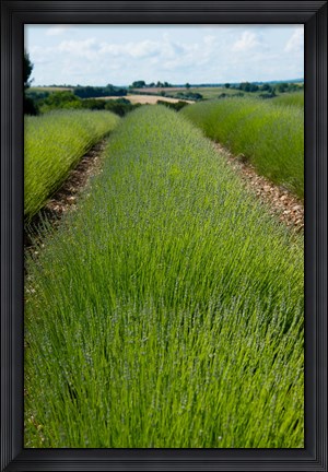 Framed Lavender Field, Route de Manosque, Plateau de Valensole, Alpes-de-Haute-Provence, Provence-Alpes-Cote d&#39;Azur, France Print