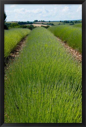 Framed Lavender Field, Route de Manosque, Plateau de Valensole, Alpes-de-Haute-Provence, Provence-Alpes-Cote d&#39;Azur, France Print