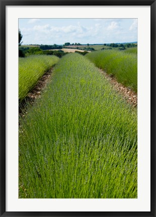 Framed Lavender Field, Route de Manosque, Plateau de Valensole, Alpes-de-Haute-Provence, Provence-Alpes-Cote d&#39;Azur, France Print