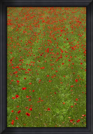 Framed Poppy Field in Bloom, Les Gres, Sault, Vaucluse, Provence-Alpes-Cote d&#39;Azur, France (vertical) Print