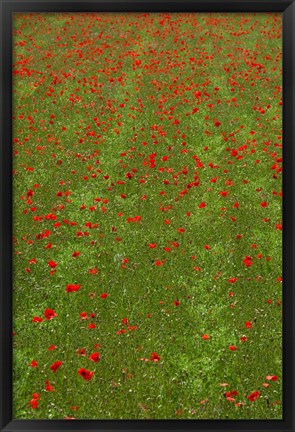 Framed Poppy Field in Bloom, Les Gres, Sault, Vaucluse, Provence-Alpes-Cote d&#39;Azur, France (vertical) Print