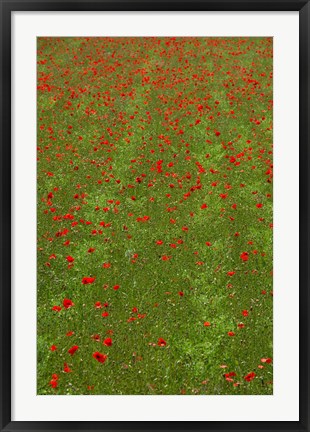 Framed Poppy Field in Bloom, Les Gres, Sault, Vaucluse, Provence-Alpes-Cote d&#39;Azur, France (vertical) Print