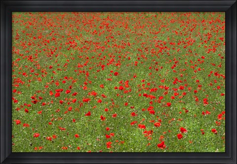 Framed Poppy Field in Bloom, Les Gres, Sault, Vaucluse, Provence-Alpes-Cote d&#39;Azur, France (horizontal) Print