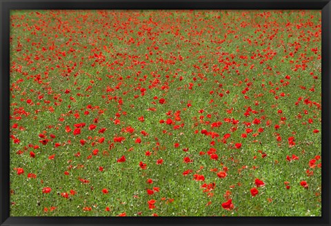 Framed Poppy Field in Bloom, Les Gres, Sault, Vaucluse, Provence-Alpes-Cote d&#39;Azur, France (horizontal) Print