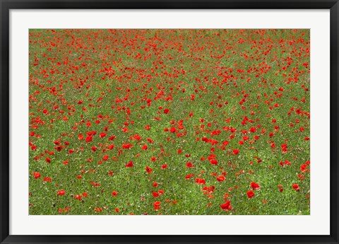 Framed Poppy Field in Bloom, Les Gres, Sault, Vaucluse, Provence-Alpes-Cote d&#39;Azur, France (horizontal) Print