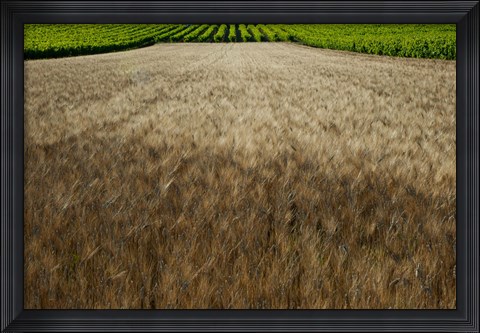 Framed Wheat field surrounded by vineyards, Cucuron, Vaucluse, Provence-Alpes-Cote d&#39;Azur, France Print