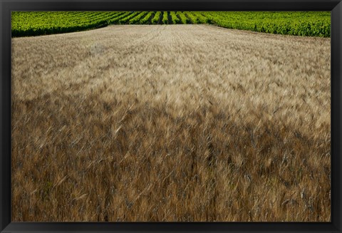 Framed Wheat field surrounded by vineyards, Cucuron, Vaucluse, Provence-Alpes-Cote d&#39;Azur, France Print