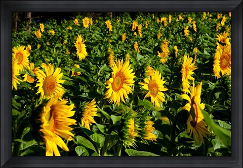 Framed Sunflowers (Helianthus annuus) in a field, Vaugines, Vaucluse, Provence-Alpes-Cote d&#39;Azur, France Print