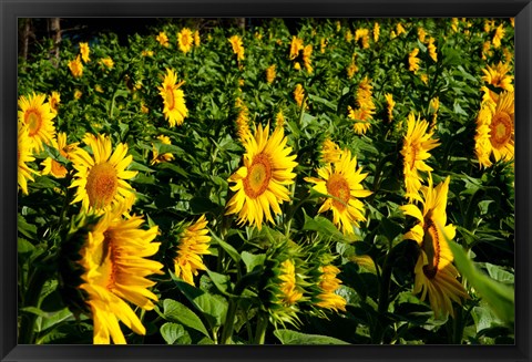 Framed Sunflowers (Helianthus annuus) in a field, Vaugines, Vaucluse, Provence-Alpes-Cote d&#39;Azur, France Print