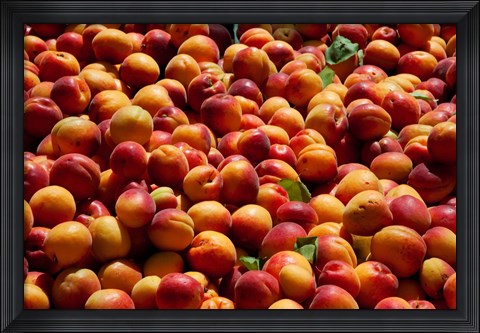 Framed Nectarines for sale at weekly market, St.-Remy-de-Provence, Bouches-Du-Rhone, Provence-Alpes-Cote d&#39;Azur, France Print