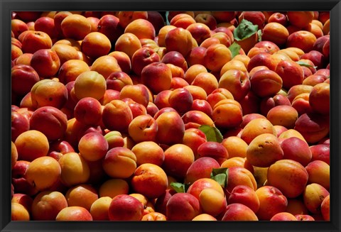 Framed Nectarines for sale at weekly market, St.-Remy-de-Provence, Bouches-Du-Rhone, Provence-Alpes-Cote d&#39;Azur, France Print