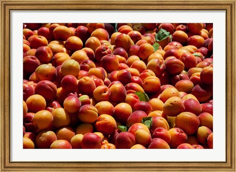 Framed Nectarines for sale at weekly market, St.-Remy-de-Provence, Bouches-Du-Rhone, Provence-Alpes-Cote d&#39;Azur, France Print