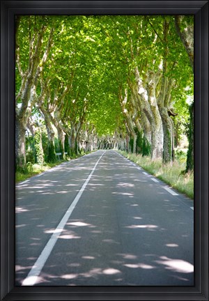 Framed Allee of trees, St.-Remy-De-Provence, Bouches-Du-Rhone, Provence-Alpes-Cote d&#39;Azur, France Print