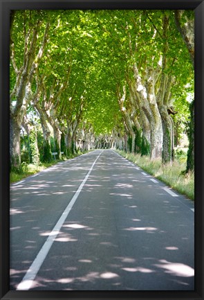 Framed Allee of trees, St.-Remy-De-Provence, Bouches-Du-Rhone, Provence-Alpes-Cote d&#39;Azur, France Print