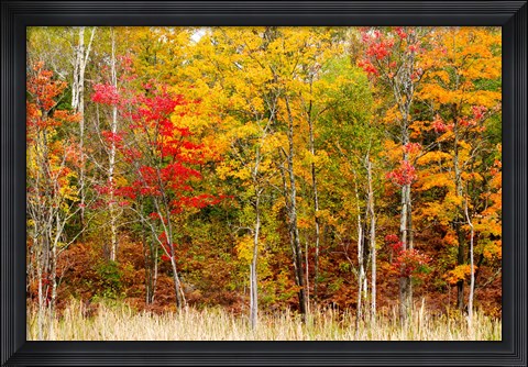 Framed Colorful Trees in the Forest during Autumn, Muskoka, Ontario, Canada Print