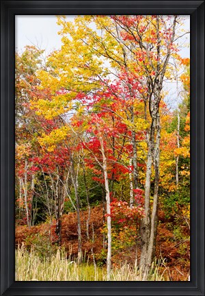 Framed Autumn Trees, Muskoka, Ontario, Canada Print