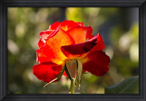 Framed Close-up of an orange rose, Los Angeles, California, USA Print