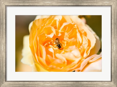 Framed Bee pollinating a yellow rose, Beverly Hills, Los Angeles County, California, USA Print