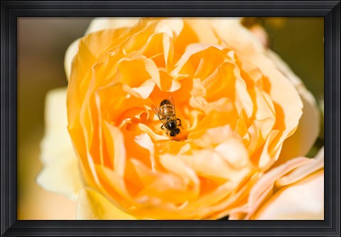 Framed Bee pollinating a yellow rose, Beverly Hills, Los Angeles County, California, USA Print